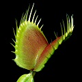 Dionaea