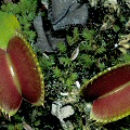 Red typical leaves.