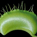 Dionaea muscipula