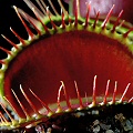 Dionaea