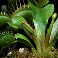 Dionaea