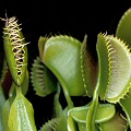 Dionaea