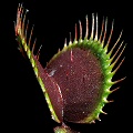 Dionaea