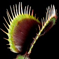 Dionaea