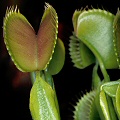 Dionaea