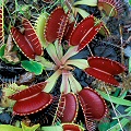 Very nicely colored plants.