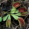 Dionaea muscipula