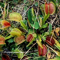 Dionaea