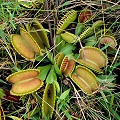 Dionaea