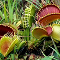 Dionaea muscipula