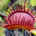 Dionaea