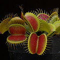 Dionaea