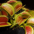 Dionaea