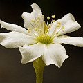 Dionaea