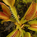 Dionaea