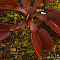 Dionaea