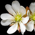 Dionaea