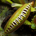 Dionaea