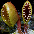 Another view of two leaves on one trap.