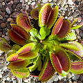 Dionaea