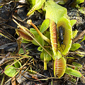 This plant has a wasp in its trap.