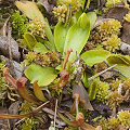 Little Sarracenia purpurea plants.