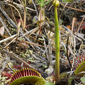 The flower stalk is elongating.