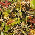 Dionaea