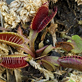 Surprisingly red plant.