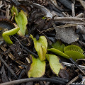 Dionaea