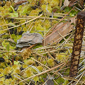 Plants in a study site.