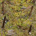 More plants in a study site.