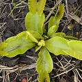 Overgrown Dionaea