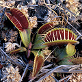 Dionaea