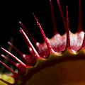 A pretty plant with banded traps.