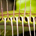 A pretty plant with banded traps.