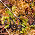 Dionaea