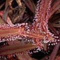 Drosera adelae