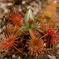 Drosera androsaceae