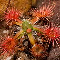 A single rostte on laterite, Western Australia.