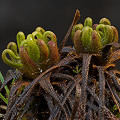 Hibernacula in mid dormancy.