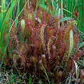 Drosera anglica
