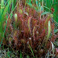 Drosera anglica