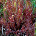 Drosera anglica