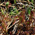 Short-leaved plants.