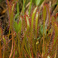 Drosera anglica