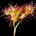 Drosera anglica