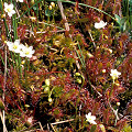 Plants in flower.