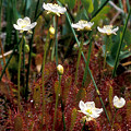 Drosera anglica