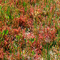 Plants on a sphagnum bed.